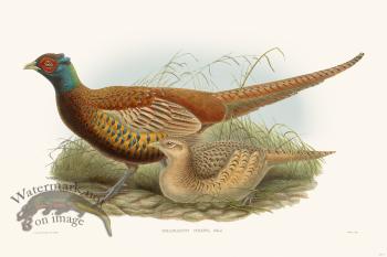 Gould Game Bird 004